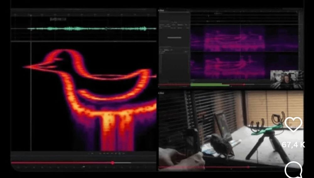 Spectrographe d'un dessin d'oiseau converti en onde sonore puis rechanté par un oiseau.