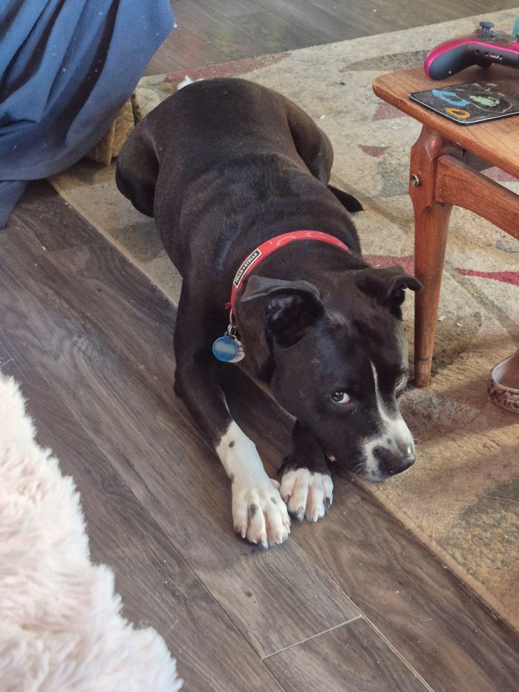 Black and white pittie, giving me the side eye, because I still haven't given him his dinner.