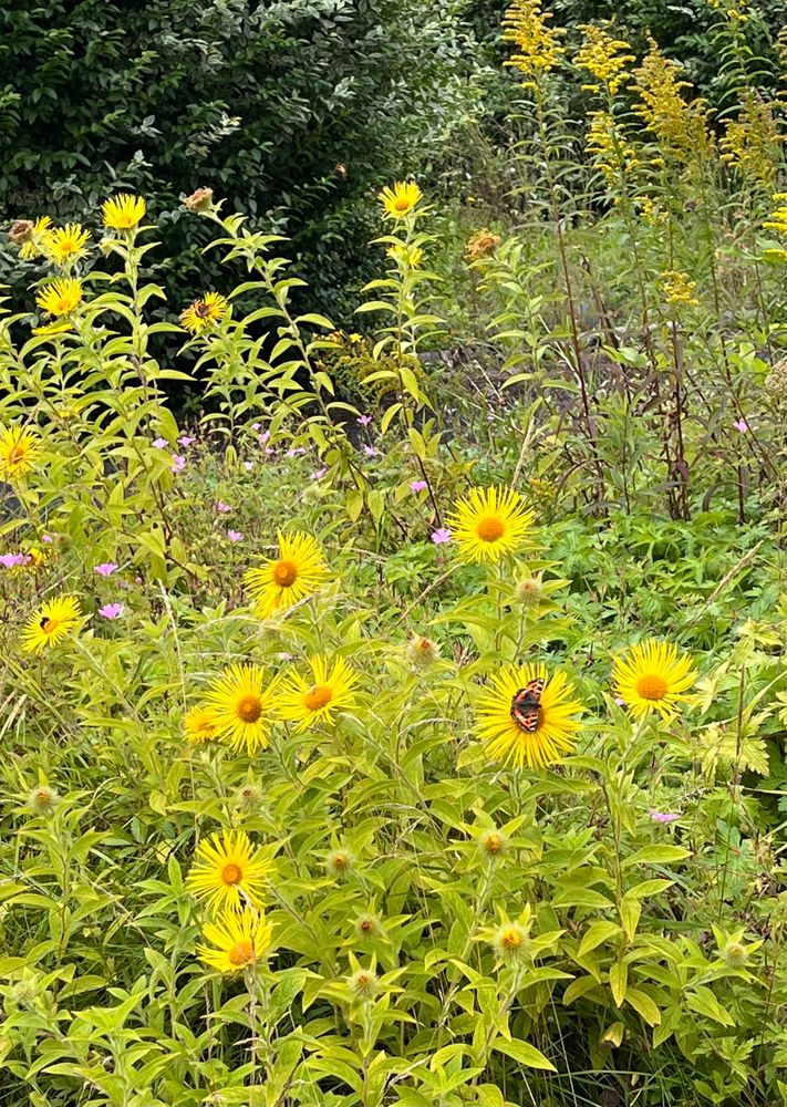 Butterflies on yellow wild flowers in a wildlife garden at Maynooth University 
