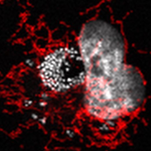 Human endothelial cell infected with Acinetobacter baumannii strain ABC141. Bacteria are visible with Dapi in white along with the nucleus of the cell. Bacteria are mostly organized in a large cluster with a few scattered ones. Mitochondria are visible in red. 
