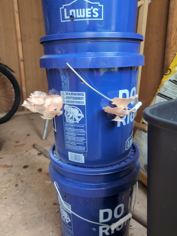 three blue buckets sit in a shed stacked on top of each other, with two flushes of very pale pink oyster mushrooms emerging from the side.