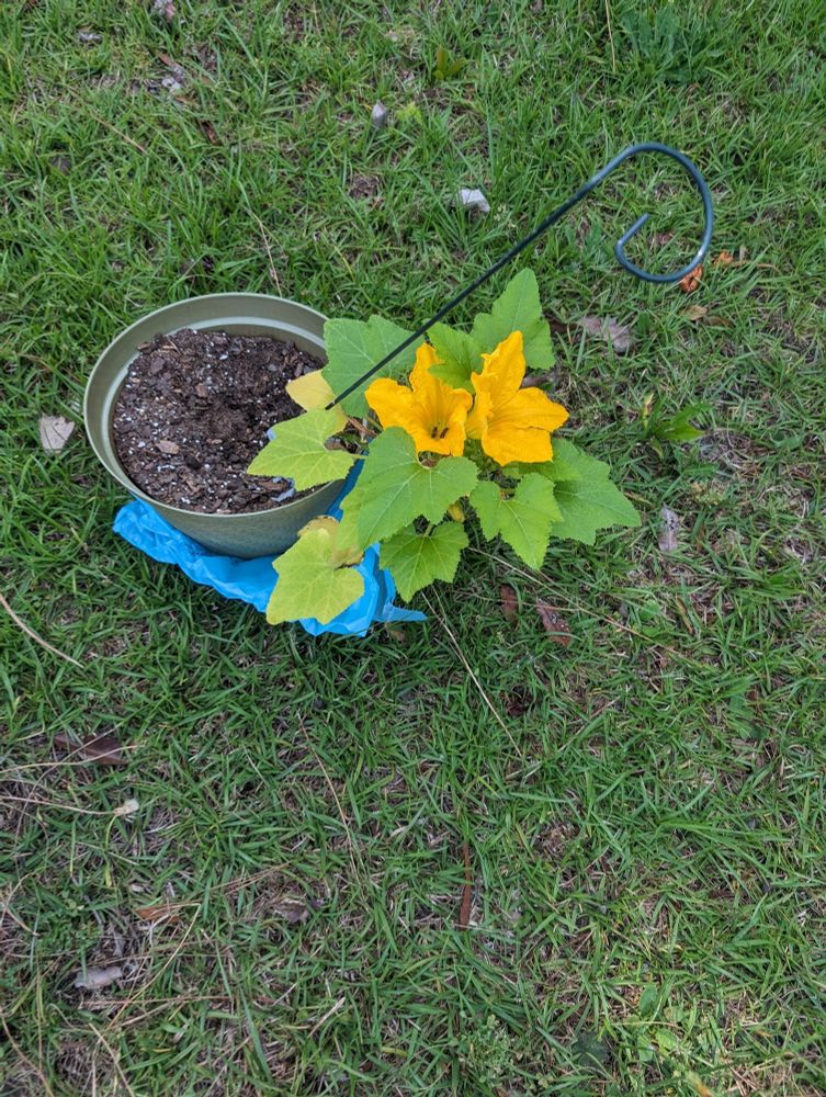 a small squash plant with bees in the flowers