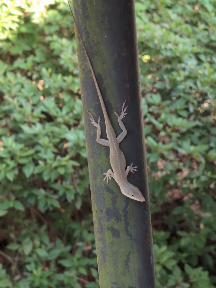 tan anole laying vertically on a pole in front of a bush