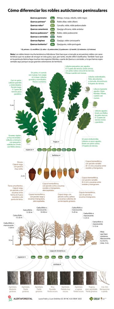 Infografía de los robles ibéricos.
Aparecen:
🔹Quercus pyrenaica
🔹Q. petraea
🔹Q. robur
🔹Q. canariensis
🔹Q. pubescens
🔹Q. faginea
🔹Q. lusitanica