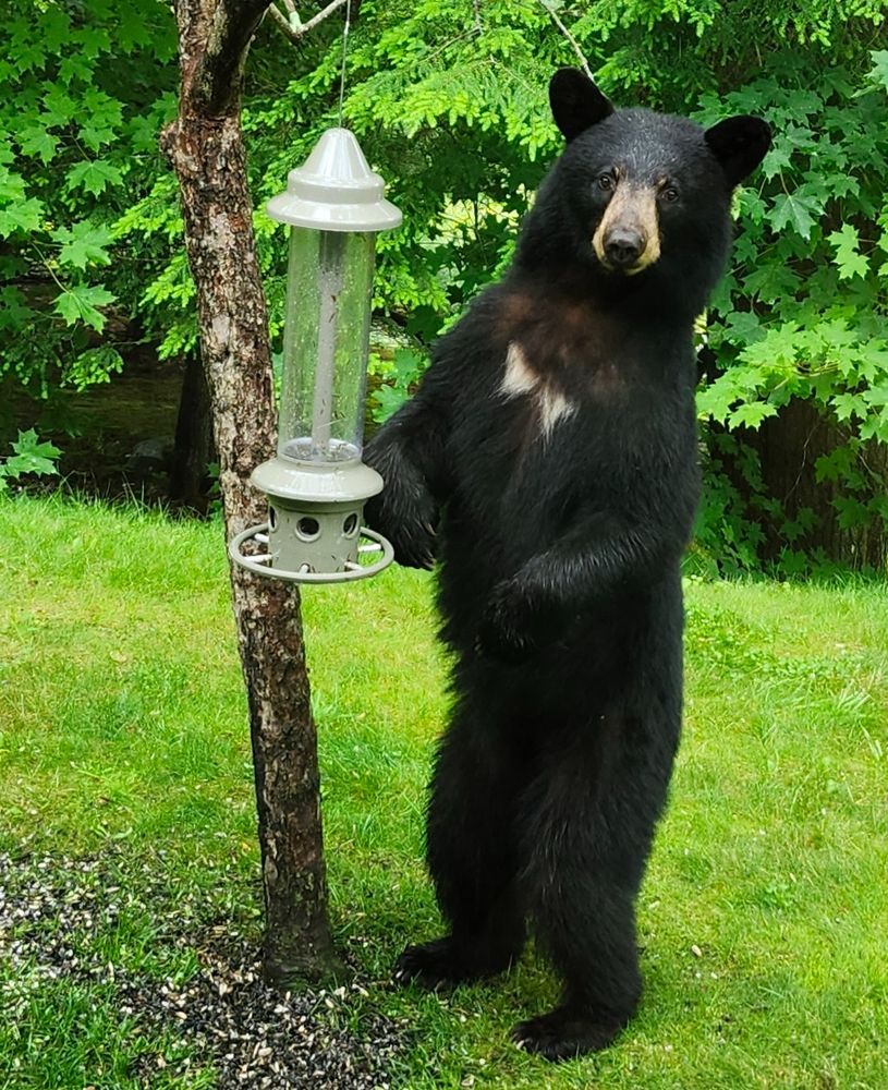 Standing bear, darting a meaningful glance at the Bottomless Brunch attendant, as if to say 