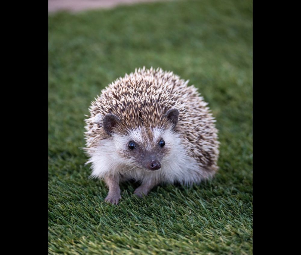 hedgehog 