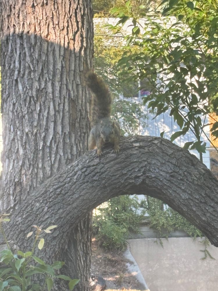 big ass squirrel in fight mode