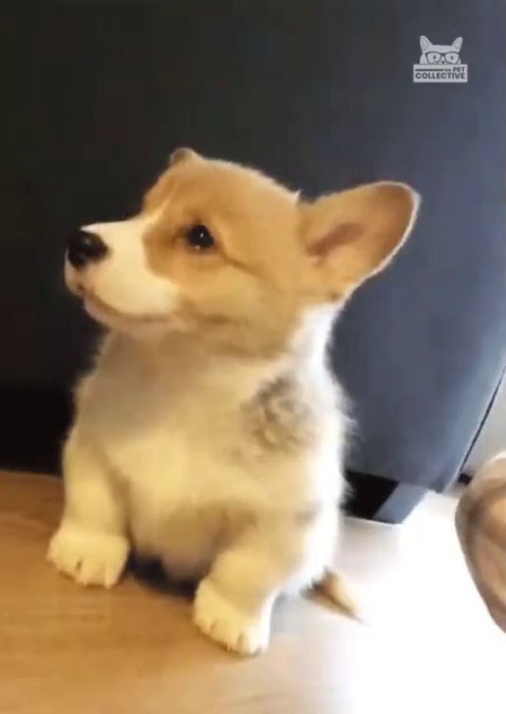 a small brown and white dog is sitting on a wooden floor with the word collective on the bottom right corner