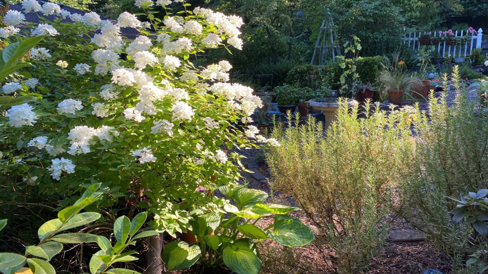 Bombshell hydrangea, rosemary in a garden