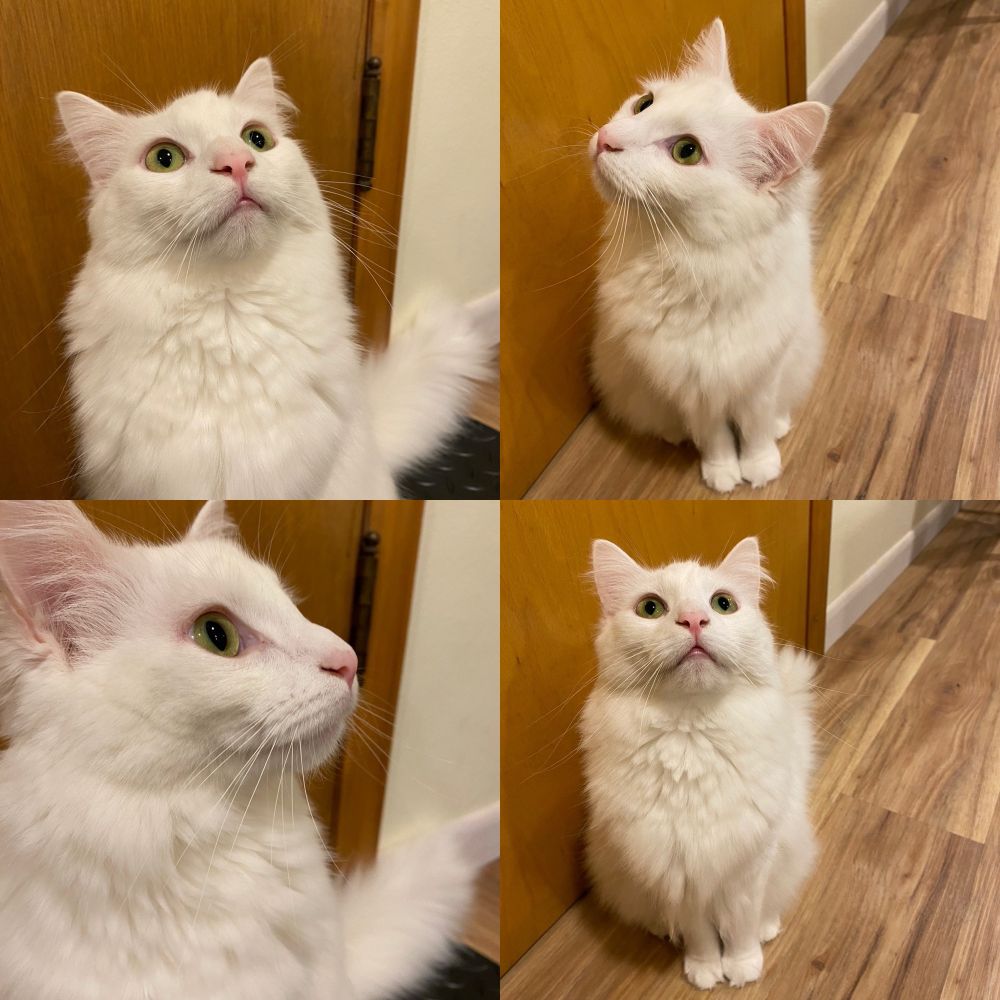 White cat looking confused in four frames