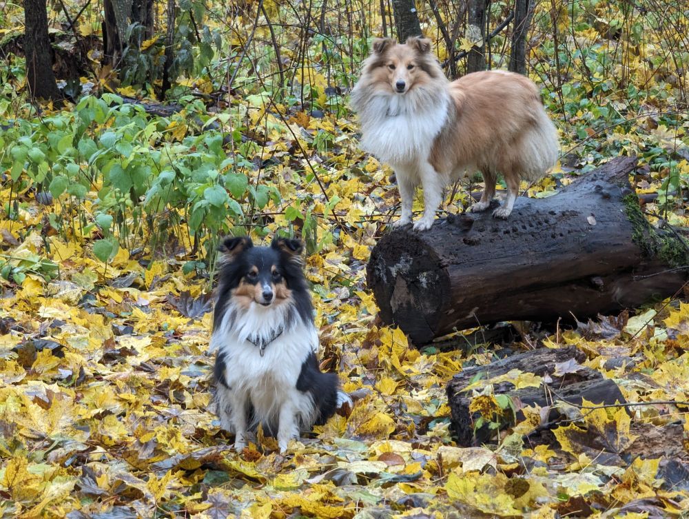 Two shetland sheepdogs in autumn colors