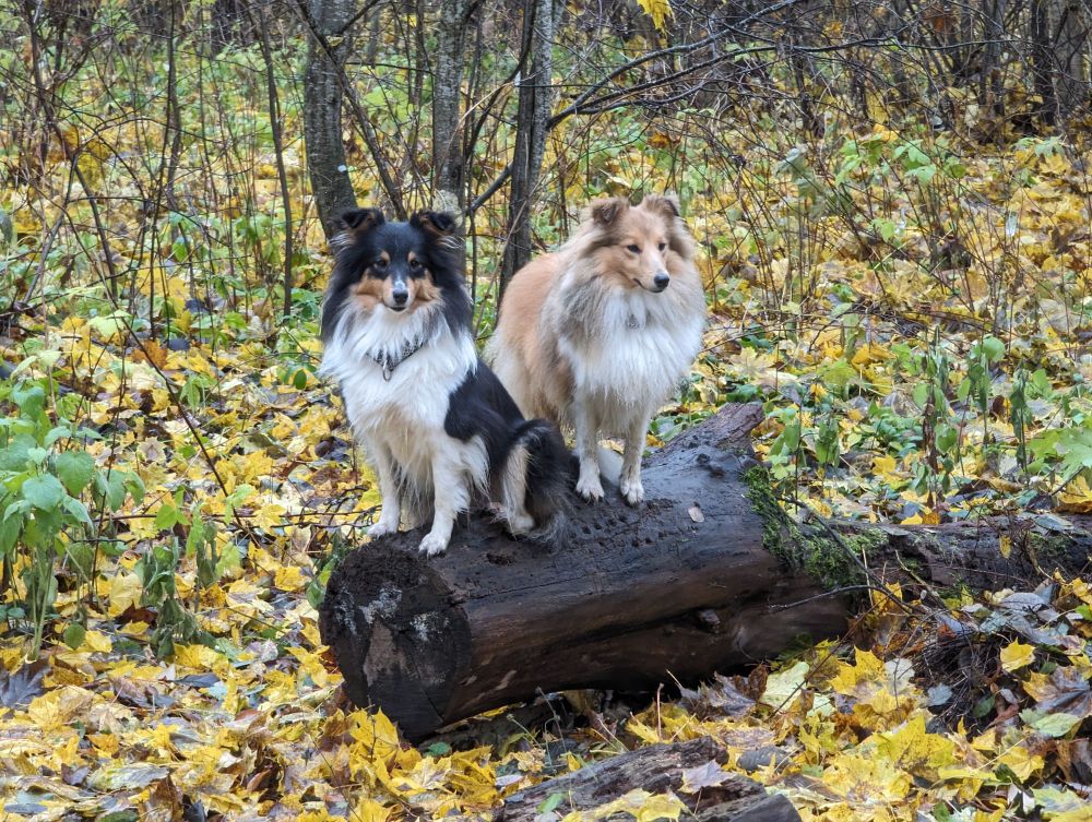 Two shetland sheepdog on a log with autumn leaves in the background