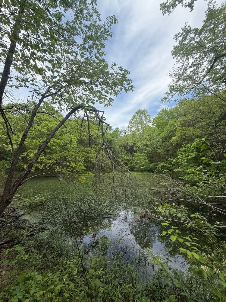 Small mossy pond surrounded by trees at Blackacre nature preserve. 
