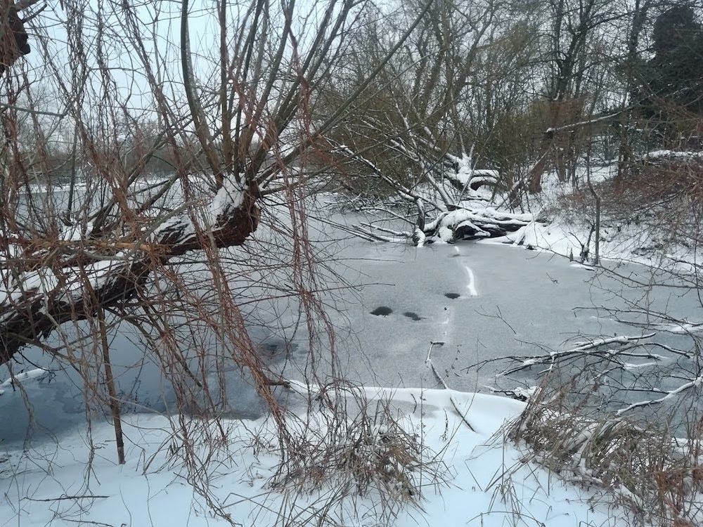 Ein teils gefrorener See, umgeben von Bäumen und durch Äste fotografiert.