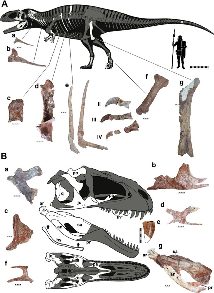 A new carcharodontosaurid specimen sheds light on the anatomy of South American giant predatory dinosaurs - The Science of Nature