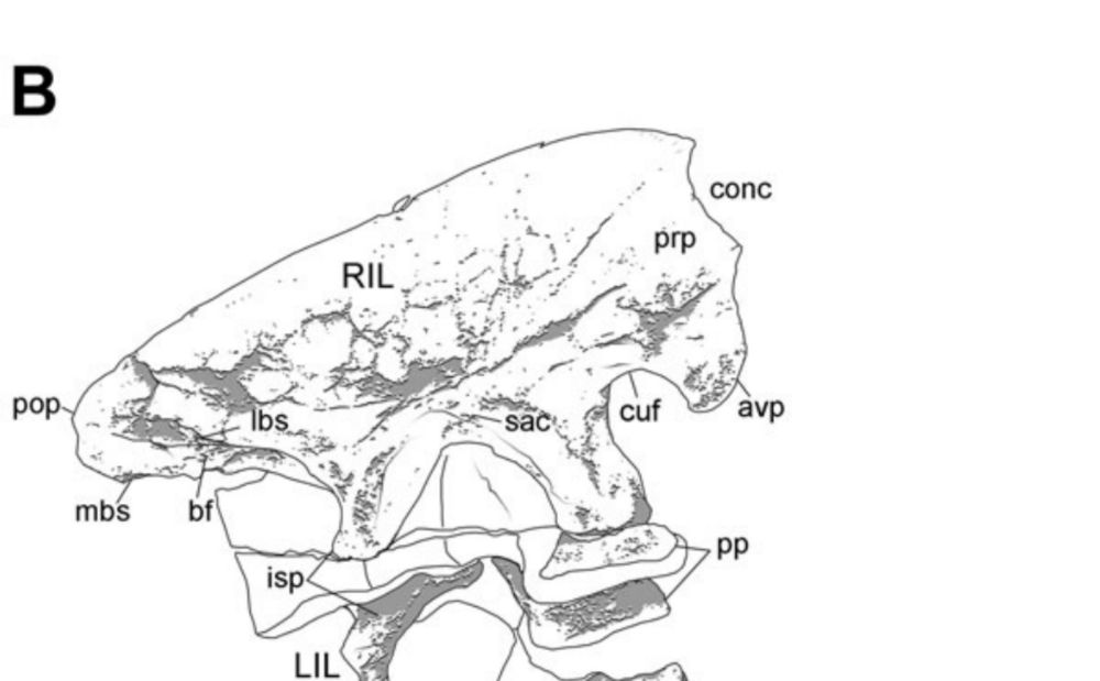 Concavenator ilium issues by Paleogalli on DeviantArt