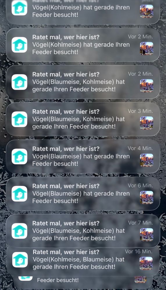 Bildschirmfoto vom Telefon mit sehr vielen Benachrichtigungen von Birdfy mit dem Text „Ratet mal, wer hier ist? Vögel (Blaumeise, Kohlmeise) hat gerade Ihren Feeder besucht!“