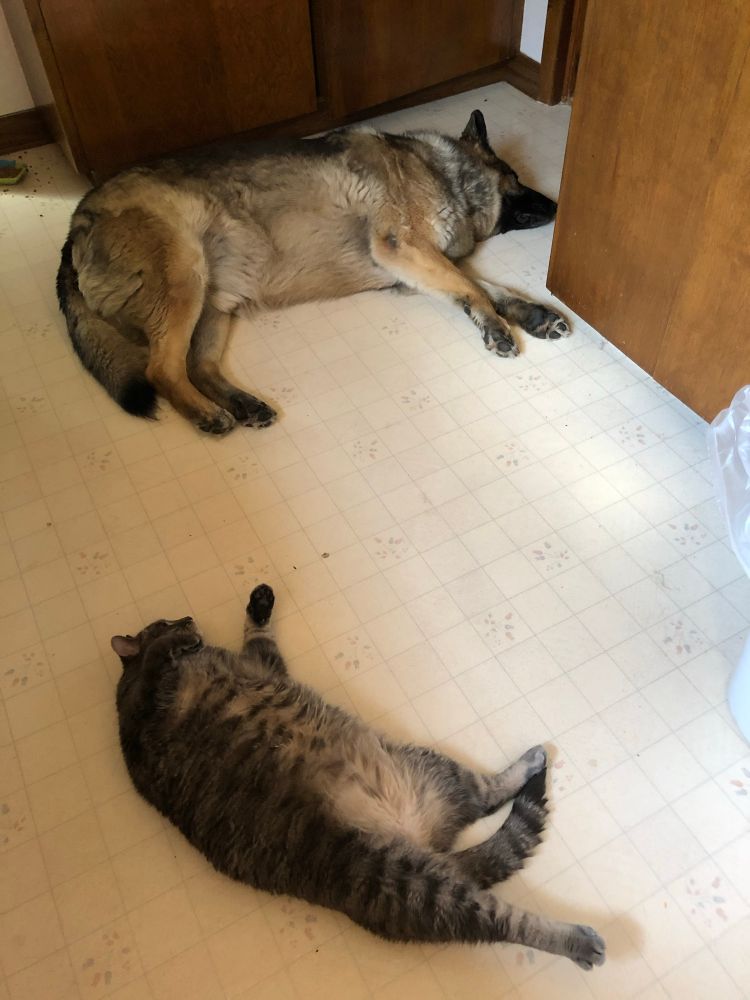 German Shepherd on his side and a tabby cat on his back sleeping on the kitchen floor. 