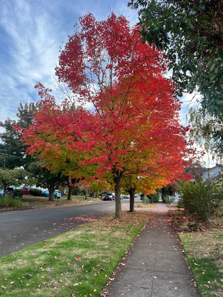 A sugar maple tree with bright red and orange leaves 