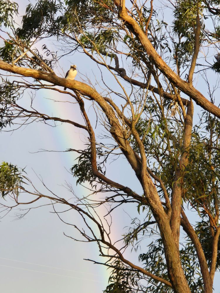 A kookaburra in a gum tree with a rainbow behind it.