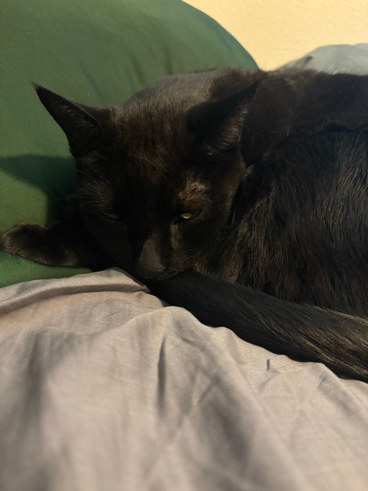 Photo of an all black cat, he is curled up resting his chin on his paws 