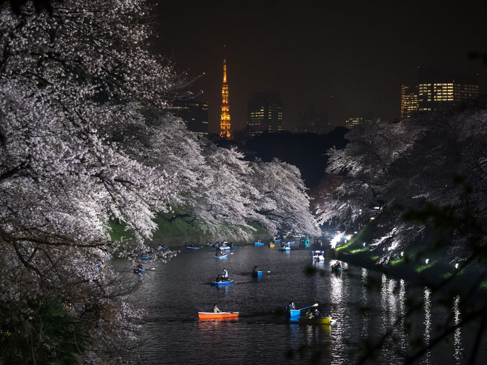 Night shot at Chidorigafuchi moats (Tokyo Imperial Palace) and its many #sakura (#cherryblossom) and #tokyotower🗼 in the background. Never really had the chance before to rent of of these little boats but I will definitely give it a try next year!
More photos and 4K Videos at www.TokyoStreetView.com
.
.
.
.
#bestjapanpics #loves_nippon #ig_today #retrip_nippon #visitjapanjp #instagramjapan #tokyo #beautifuldestinations #team_jp #japantrip #travelbug #instatravel #lifewelltravelled #vscogood #travelstoke #natgeotravel #blockai #wanderlust #traveljunkie #explorejapan #picoftheday #japantravel #japanrevealed #explorejapan #東京桜 #さくら #everydayjapan
Photo taken at these geographical coordinates: geo:35.686171818432,139.74483384874
