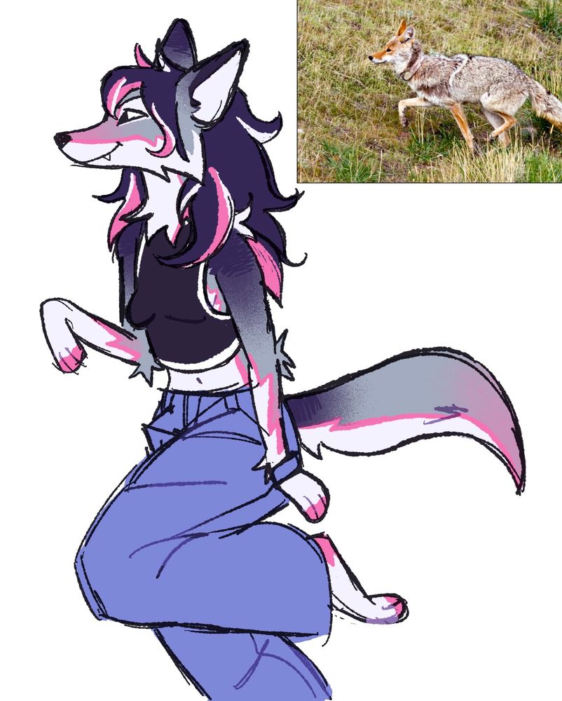 a drawing of a grey, pink and purple coyote anthro character posed similarly to a photo reference of a real coyote running next to her. she has a big smile and a paw up
