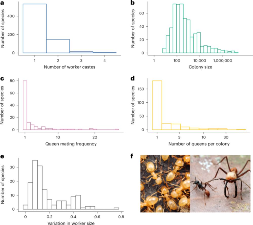 Larger colony sizes favoured the evolution of more worker castes in ants - Nature Ecology & Evolution