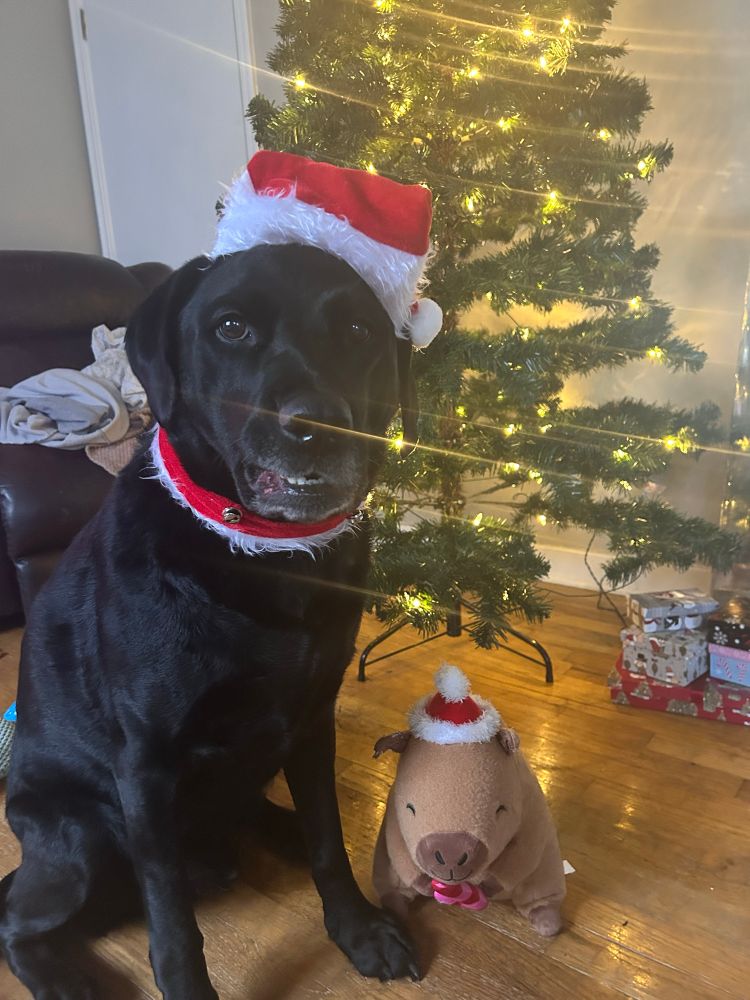 Black labrador wearing a red santa hand and red collar sitting in front of a lit up christmas tree with a stuffed toy capybara wearing a santa hat. 