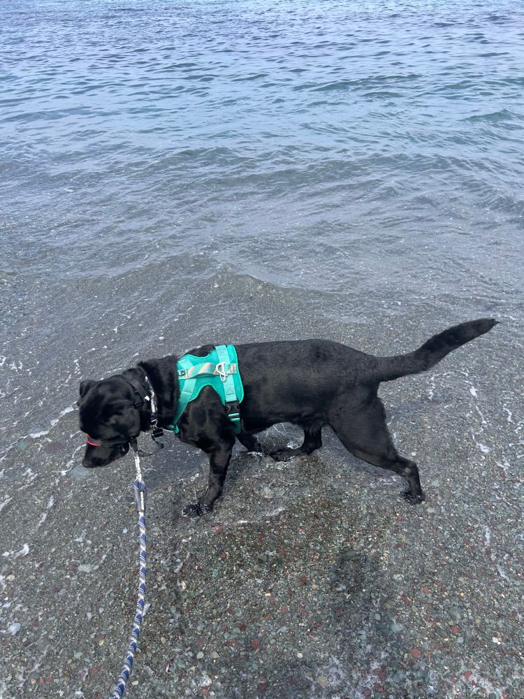 A black labrador wearing a bright green harness with his four paws in the ocean water, walking towards the left side of the frame. 