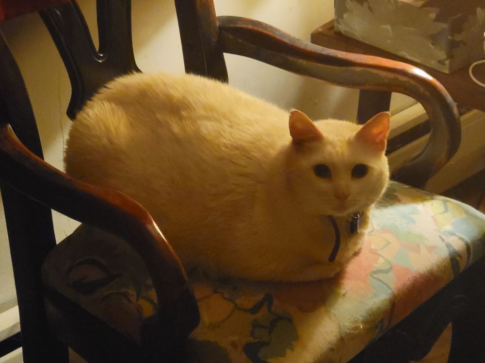 Round white cat loaf sitting on a floral chair