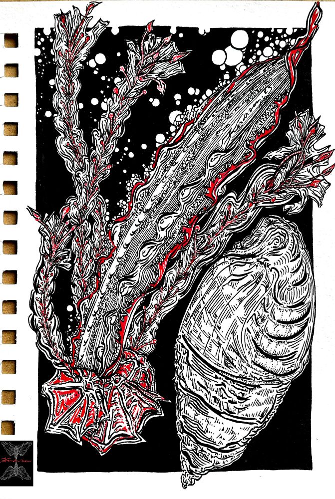 Dessin à l'encre de Chine et encre acrylique rouge. Superposition de fleurs, algues, patelles et bulot. Fond noir et petites bulles 