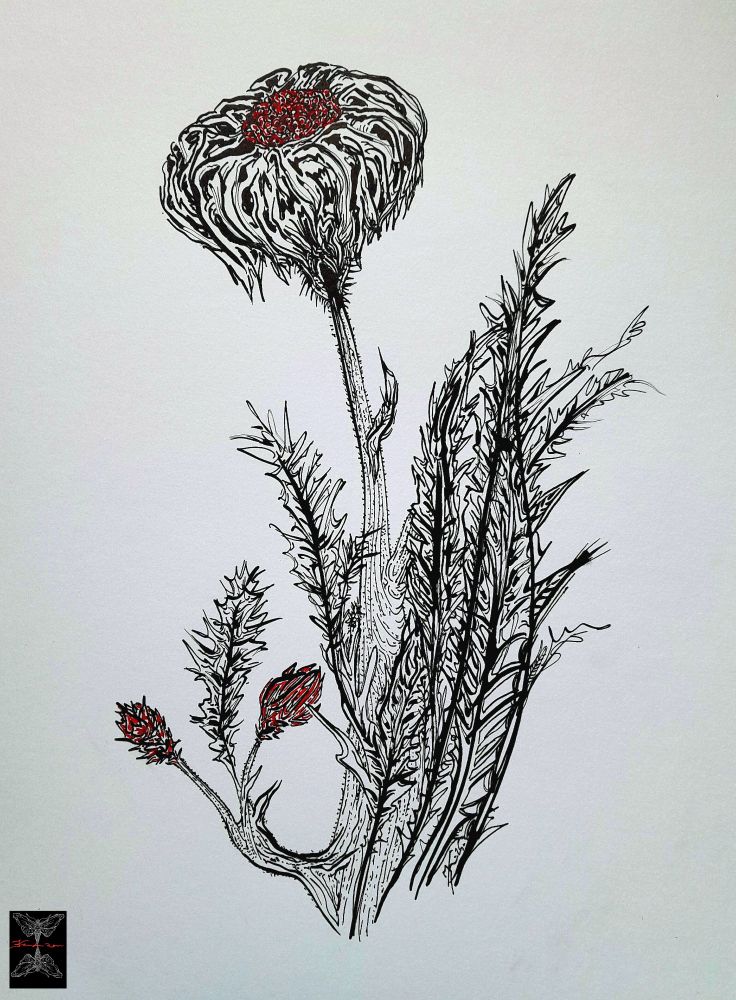 Dessin à la plume et encre de Chine, ensemble de fleur et boutons. Grandes feuilles dentelées. Fond blanc. 
