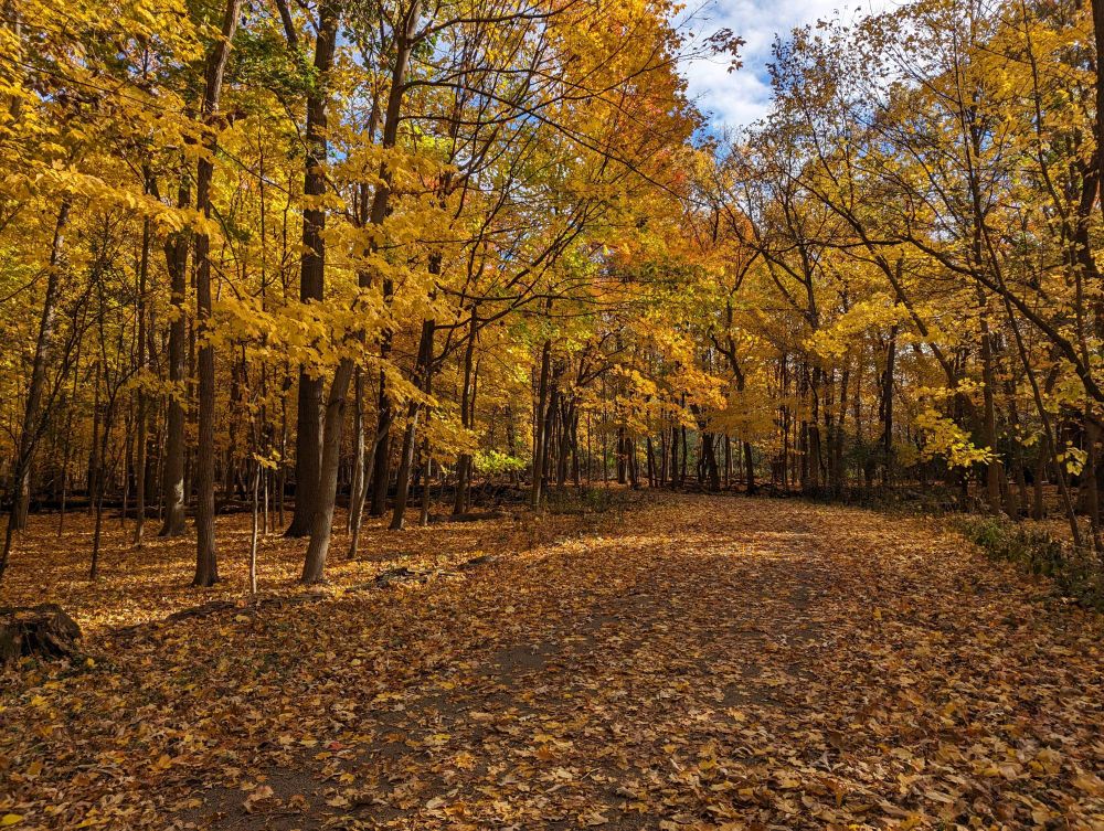 A view of the North Branch Trail in Chicago, showing fall colors