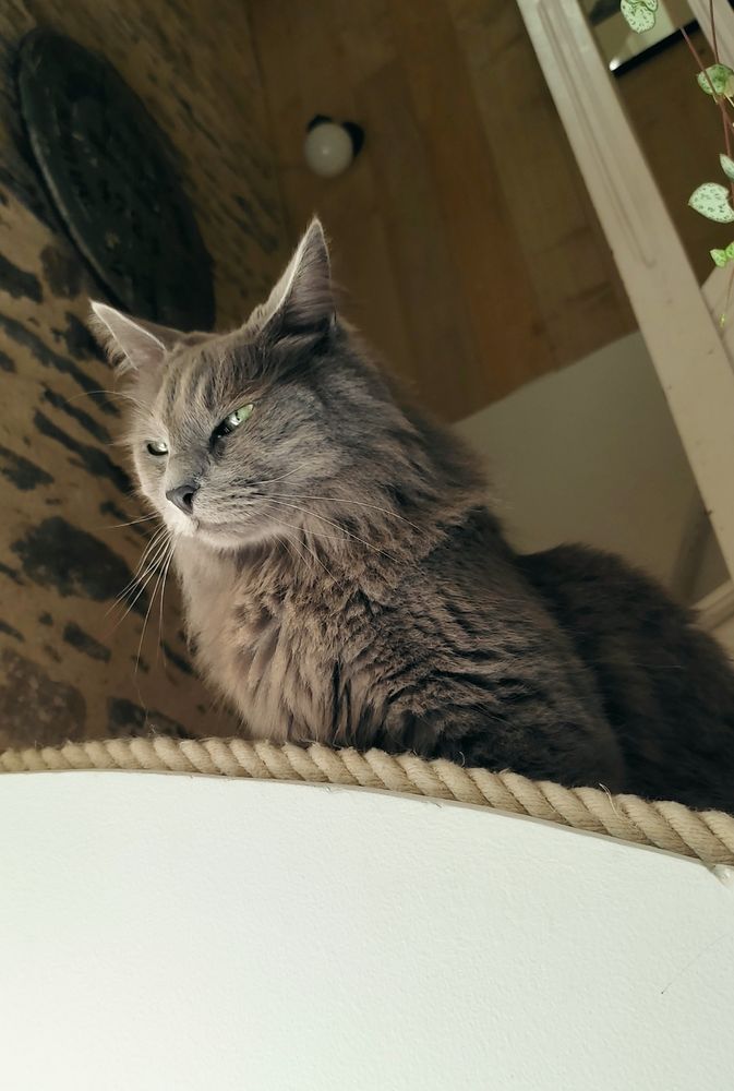 Pic of our grey cat Pintig, looking thoughtfully at the window from the staircase