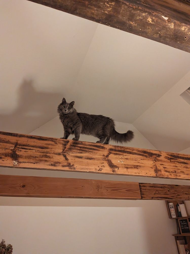 Notre chat Pintig perché sur une des poutres de la mezzanine après avoir escaladé la bibliothèque - laquelle rappelons-le n'est fixée et tenue par rien d'autre que la gravité 🫣