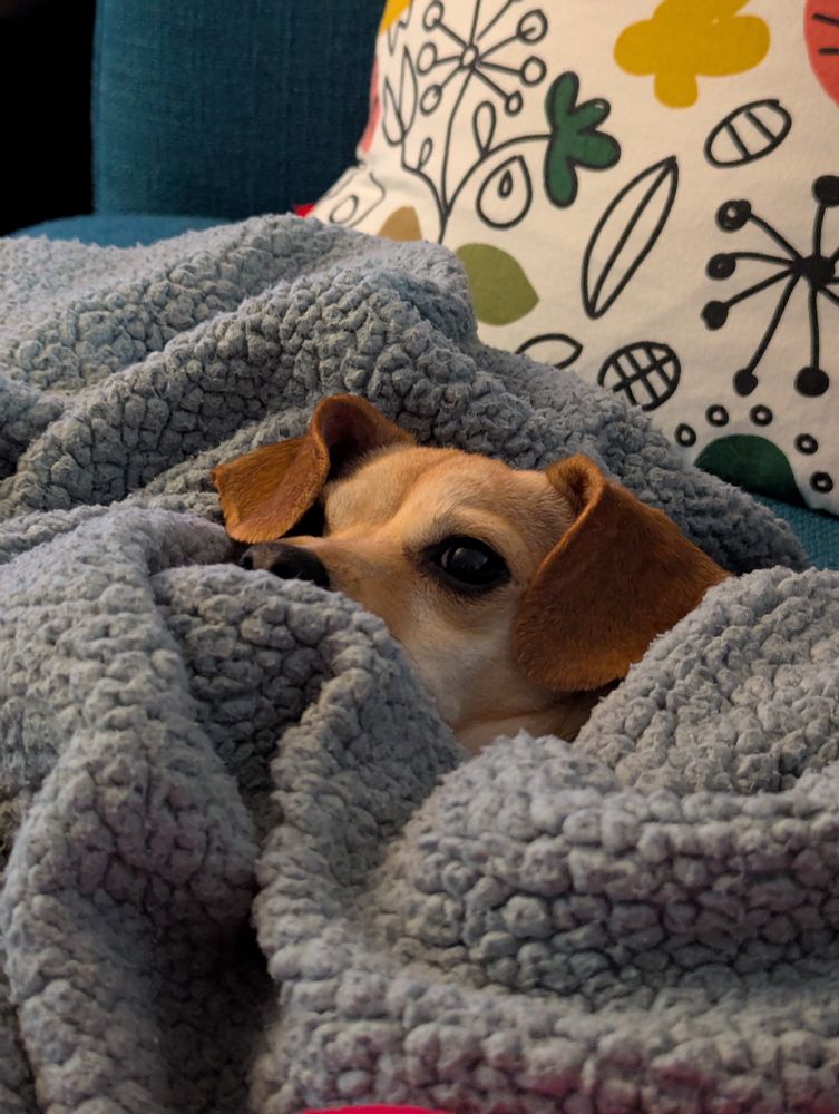A small Chihuahua mix with big dauchsund ears enrobed in a grey-blue fleece blanket. Only her head sticks out. 