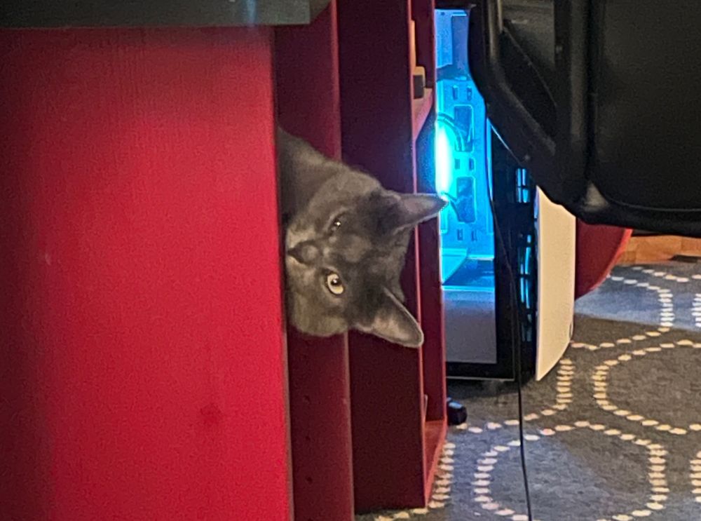 A cat peeking out of a desk shelf.