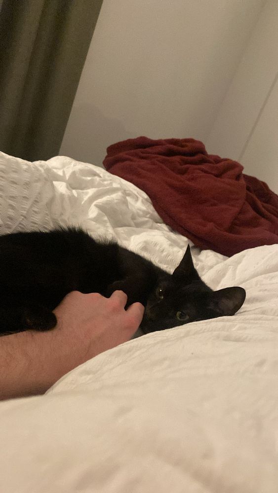 An image of Lady Vi, a small black cat, cuddling her owner’s hand whilst laying on a bed with white sheets. 