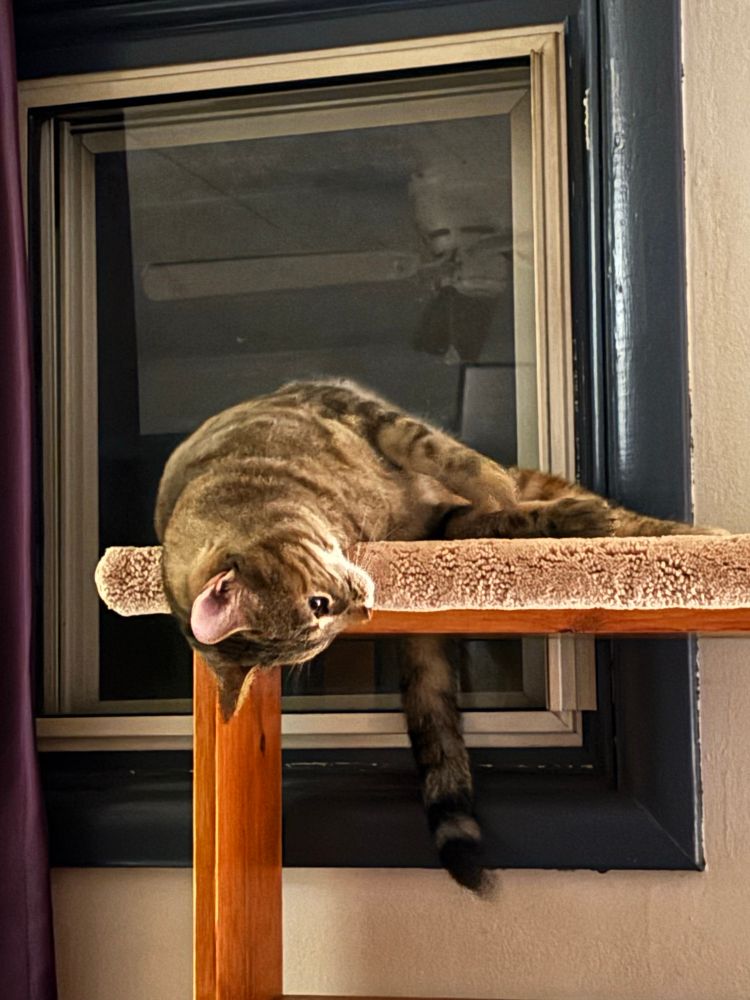 young tabby cat hanging her head over a shelf