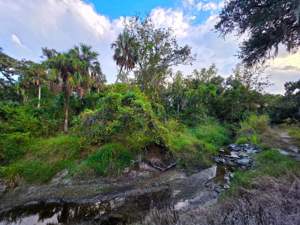 Landscape overlooking a small creek. There is dense green foliage in the background with many trees. 

The sky is cloudy, but light with fluffy white clouds. What bits of the sky that can be seen are a vibrant bright blue. 