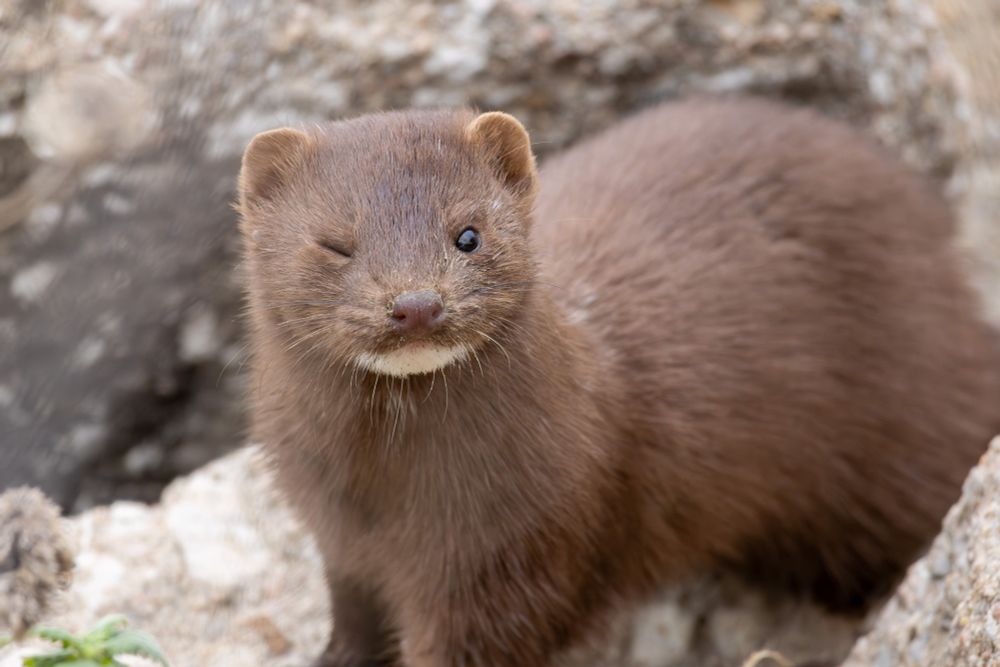 An American Mink appears to wink while scurrying through the rocks at Pawnee Lake. October 29, 2023