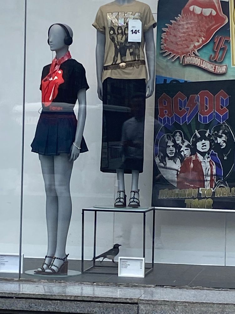 A trapped Magpie in a Primark store window display.