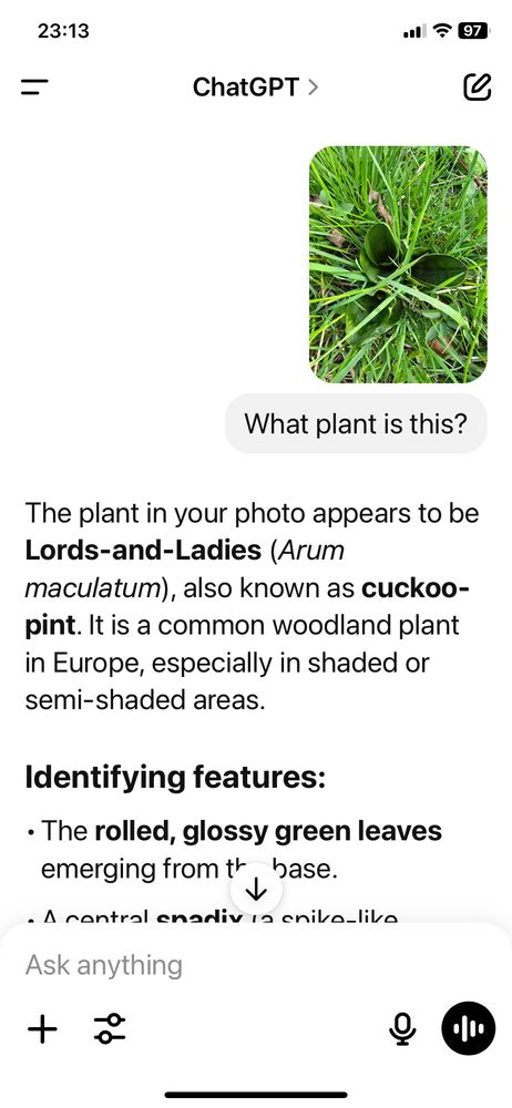 Photo of a plant and a ChatGPT description.