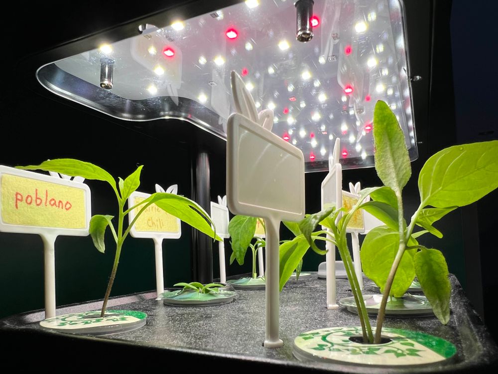 Hydroponic grow bed showing freshly germinated pepper plants not yet bearing fruit