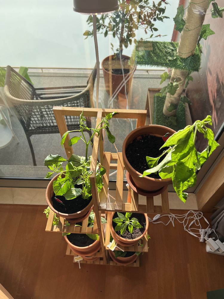 The image shows a vertical wooden plant stand with multiple levels, holding terracotta pots with green plants, primarily pepper plants. Some of the plants appear healthy and growing well, while others have wilted or drooping leaves. A small LED grow light is positioned at the top, providing additional illumination. The setup is placed near a large window, allowing natural sunlight to reach the plants. In the background, a balcony or patio area is visible with a black chair and potted plants, along with a cat tree wrapped in rope and artificial greenery. Several power cables and a power strip are seen on the floor near the plant stand.