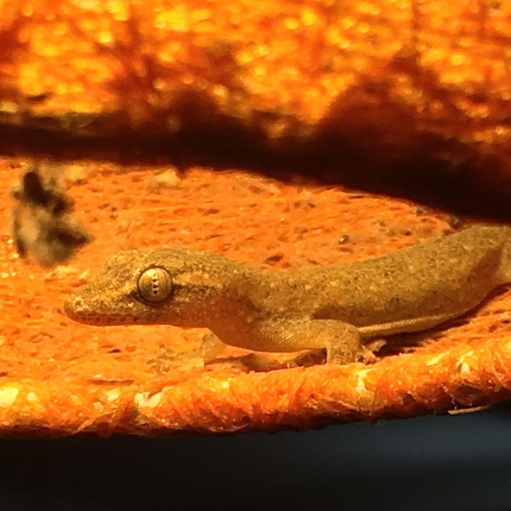 A slender gecko lizard resting inside a lampshade. 