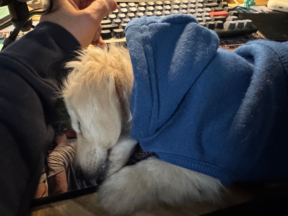 Small white curly haired dachshund mix in a blue hoodie sleeping on a desk in front of a keyboard 