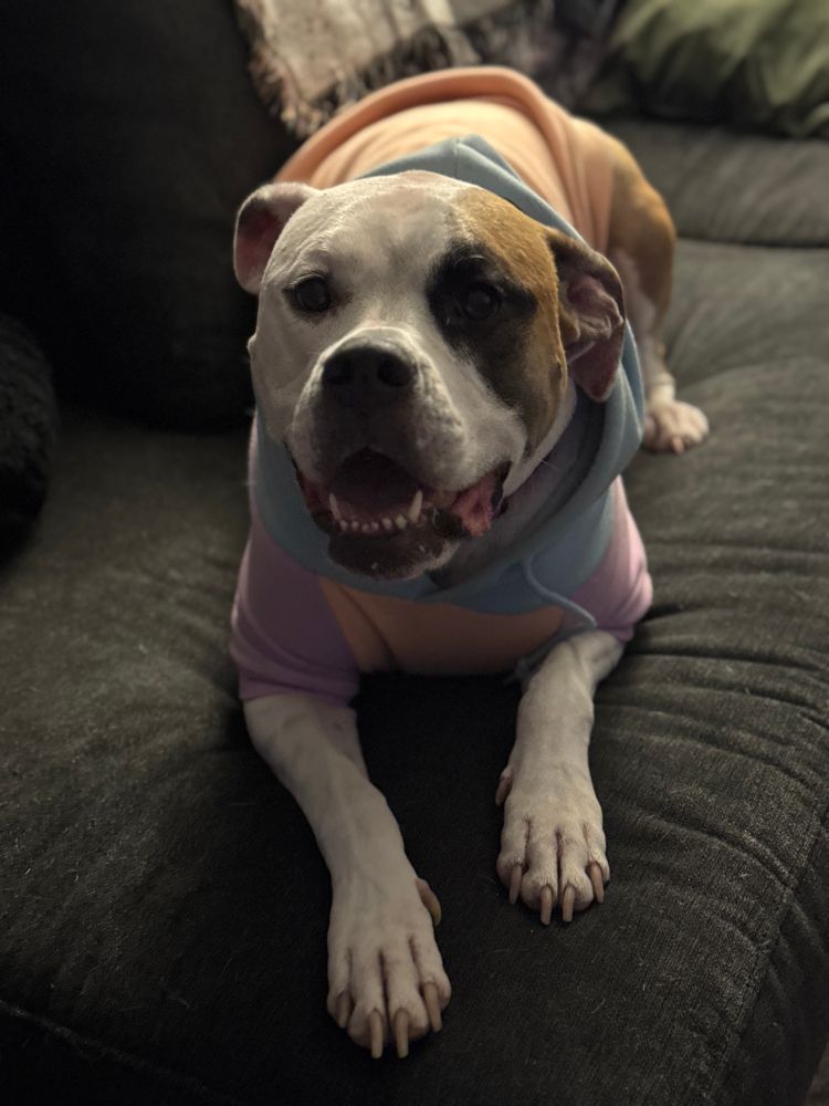 Historia the boxer mix laying on the sofa in her sweatshirt 