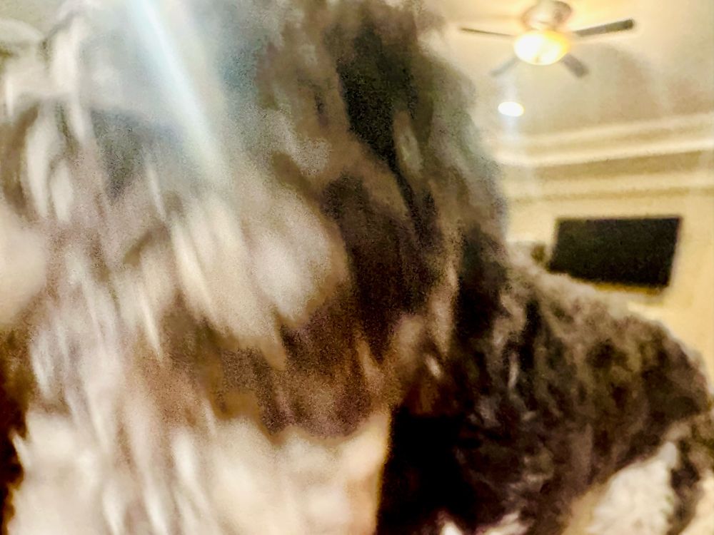 An Aussiedoodle interrupts an attempted photo by shoving his face into the camera